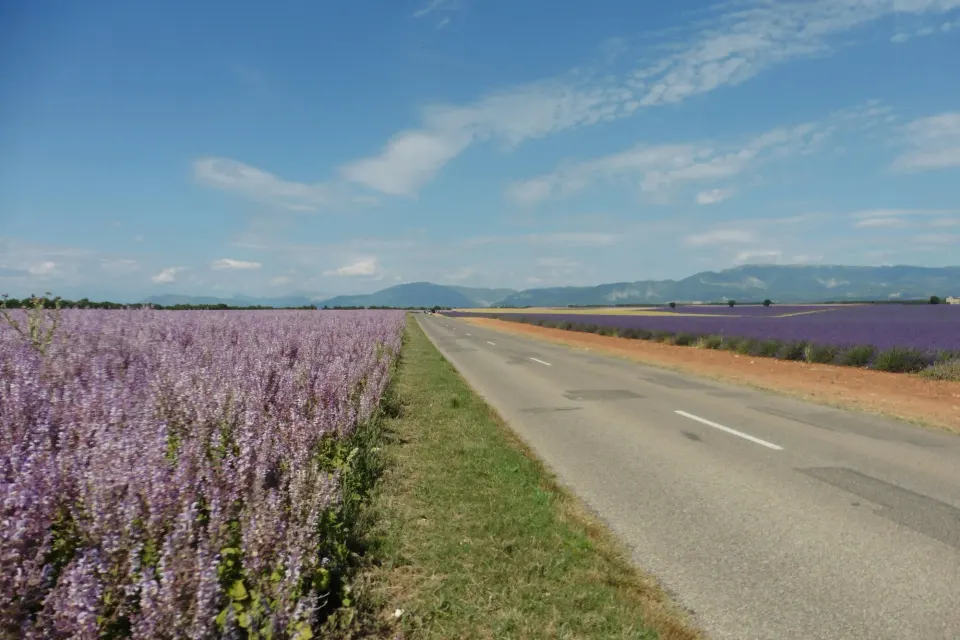 Route bordée de champs de lavande en Provence